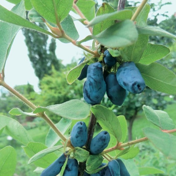 Croque Paysage,Camerisier Indigo Gem en pot,arbuste à fruits,pépinière plantes comestibles Québec,Laurentides,Val-David