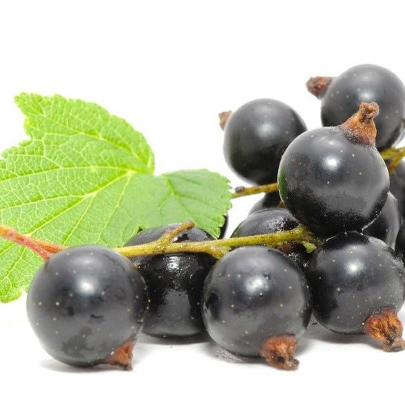 Croque Paysage,Cassissier Consort en pot,arbuste à fruits,pépinière plantes comestibles Québec,Laurentides,Val-David