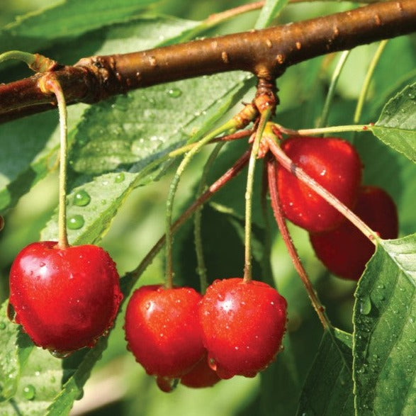 Croque Paysage,Cerisier nain Sk Carmine Jewel en pot,arbuste à fruits,pépinière plantes comestibles Québec,Laurentides,Val-David
