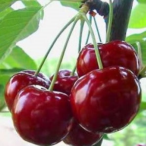 Croque Paysage,Cerisier nain Sk Crimson Passion en pot,arbuste à fruits,pépinière plantes comestibles Québec,Laurentides,Val-David