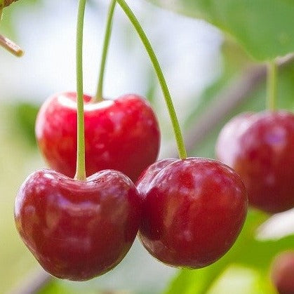 Cerisier nain Sk Juliet