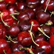 Croque Paysage,Cerisier nain Sk Juliet en pot,arbuste à fruits,pépinière plantes comestibles Québec,Laurentides,Val-David