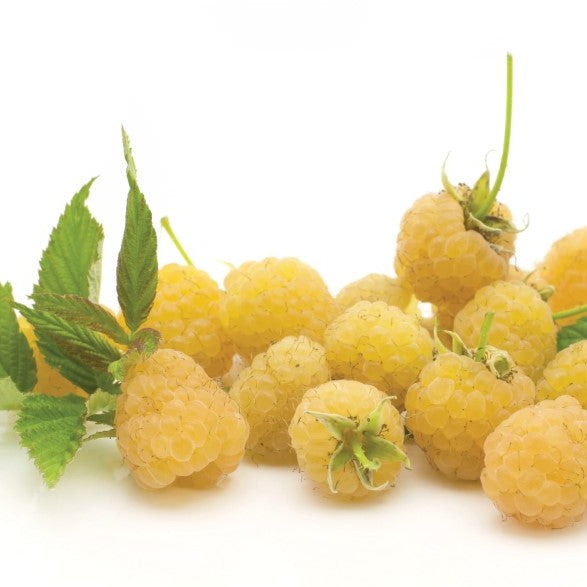 Framboisier jaune Anne