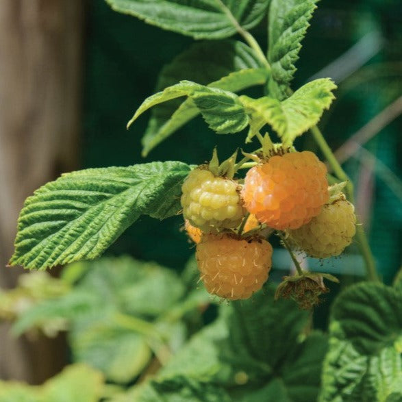 Croque Paysage,Framboisier jaune Anne en pot,arbuste à fruits,pépinière plantes comestibles Québec,Laurentides,Val-David