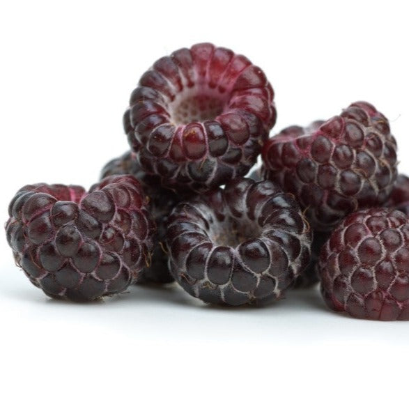 Framboisier noir Jewel