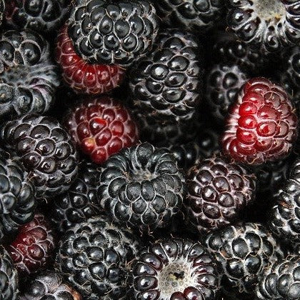 Croque Paysage,Framboisier noir Jewel en pot,arbuste à fruits,pépinière plantes comestibles Québec,Laurentides,Val-David