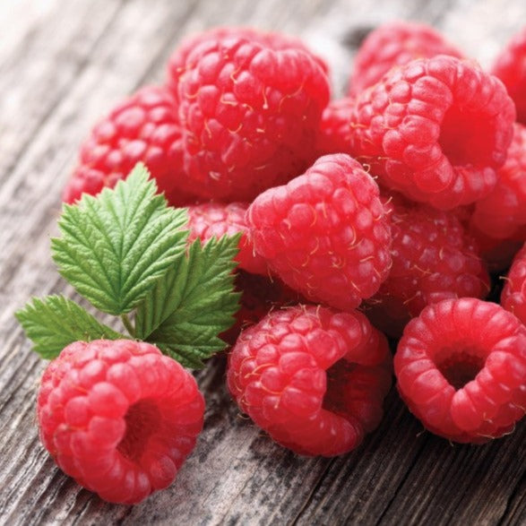 Framboisier rouge Killarney