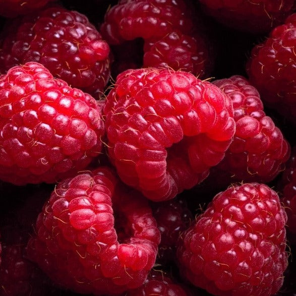 Framboisier rouge Nova