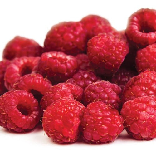 Croque Paysage,Framboisier rouge Pathfinder en pot,arbuste à fruits,pépinière plantes comestibles Québec,Laurentides,Val-David