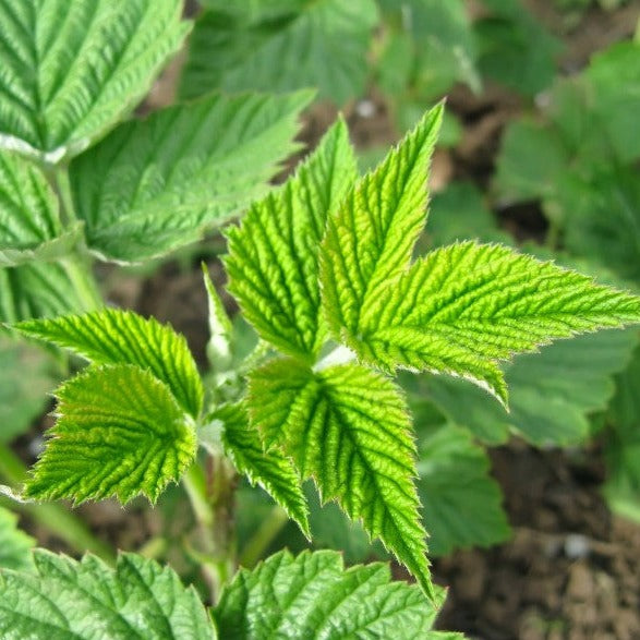 Framboisier rouge Polana