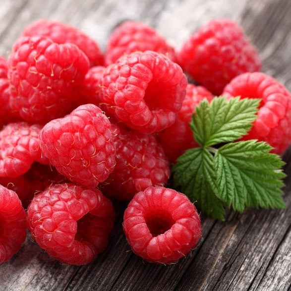 Croque Paysage,Framboisier rouge Polana en pot,arbuste à fruits,pépinière plantes comestibles Québec,Laurentides,Val-David