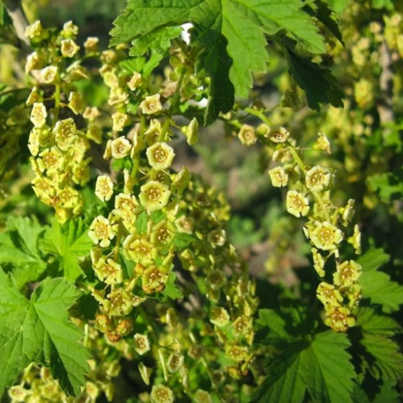 Gadelier Pink Champagne