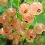 Croque Paysage,Gadelier Pink Champagne en pot,arbuste à fruits,pépinière plantes comestibles Québec,Laurentides,Val-David