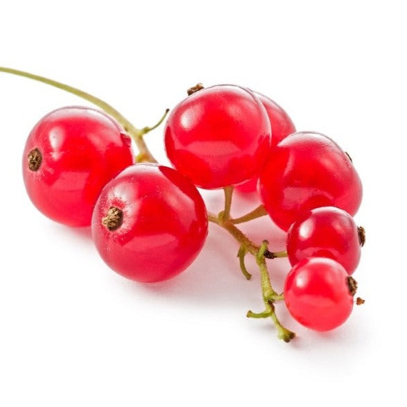 Croque Paysage,Gadelier Red Lake en pot,arbuste à fruits,pépinière plantes comestibles Québec,Laurentides,Val-David