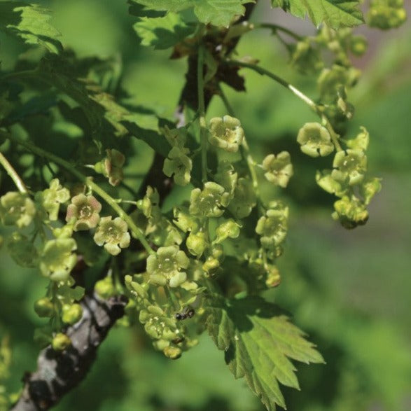 Gadelier White pearl