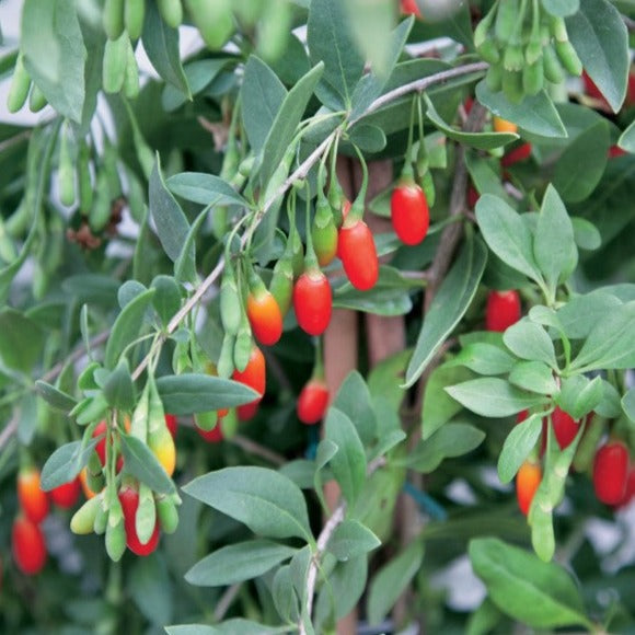 Croque Paysage,Goji Dynamite en pot,arbuste à fruits,pépinière plantes comestibles Québec,Laurentides,Val-David