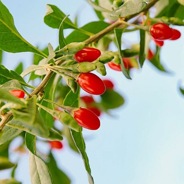 Croque Paysage,Goji Firecracker en pot,arbuste à fruits,pépinière plantes comestibles Québec,Laurentides,Val-David