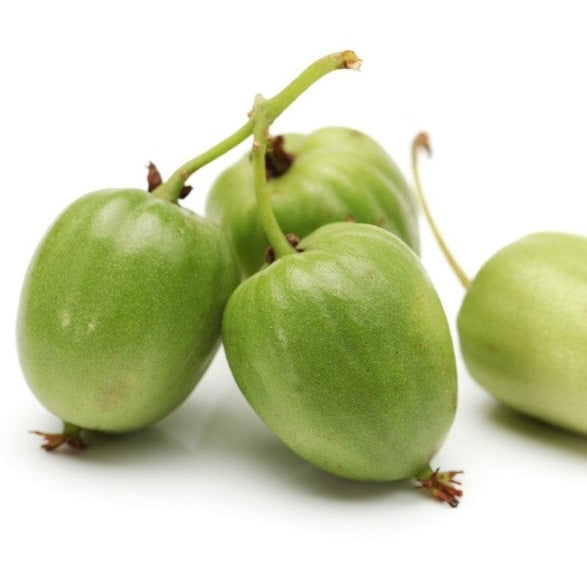 Croque Paysage,Kiwi kolomikta femelle September sun en pot,arbuste à fruits,pépinière plantes comestibles Québec,Laurentides,Val-David