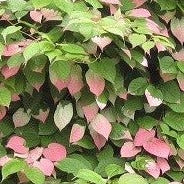 Kiwi kolomikta mâle Pasha