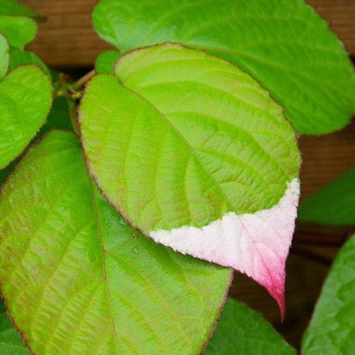 Croque Paysage,Kiwi kolomikta mâle Pasha en pot,arbuste à fruits,pépinière plantes comestibles Québec,Laurentides,Val-David