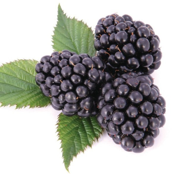 Murier Chester sans épine