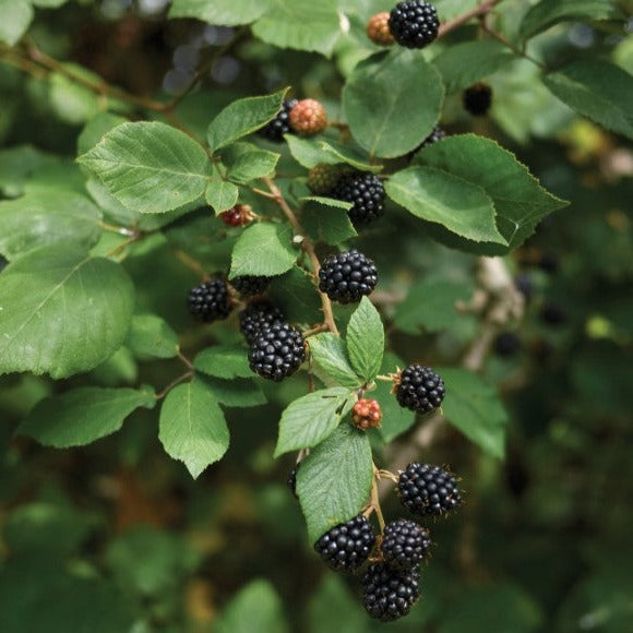 Croque Paysage,Murier Chester sans épine en pot,arbuste à fruits,pépinière plantes comestibles Québec,Laurentides,Val-David