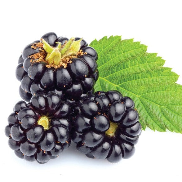 Murier Perron noir sans épine