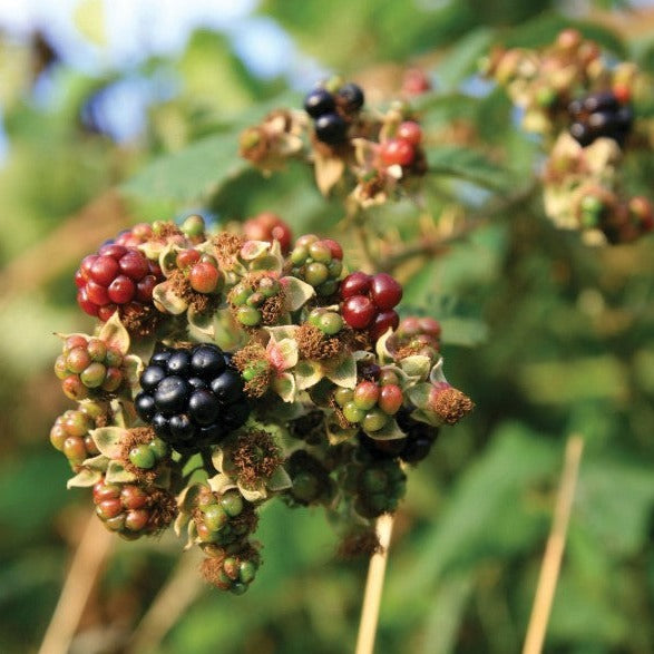 Croque Paysage,Murier Perron noir sans épine en pot,arbuste à fruits,pépinière plantes comestibles Québec,Laurentides,Val-David