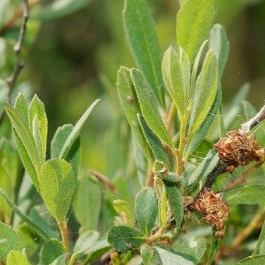 Croque Paysage,Myrique Beaumier en pot,arbuste à fruits,pépinière plantes comestibles Québec,Laurentides,Val-David