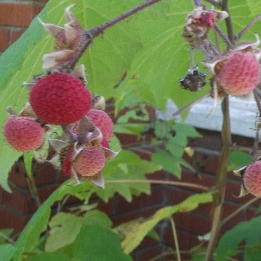 Croque Paysage,Ronce odorante en pot,arbuste à fruits,pépinière plantes comestibles Québec,Laurentides,Val-David