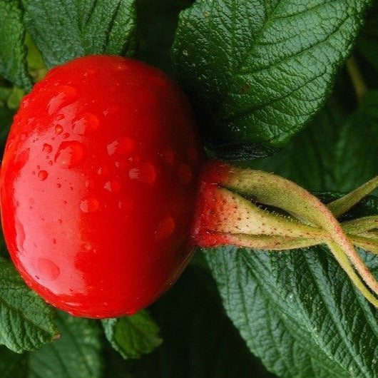 Croque Paysage,Rosier sauvage fleurs roses en pot,arbuste à fruits,pépinière plantes comestibles Québec,Laurentides,Val-David