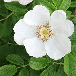 Croque Paysage,Rosier sauvage fleurs blanches en pot,arbuste à fruits,pépinière plantes comestibles Québec,Laurentides,Val-David