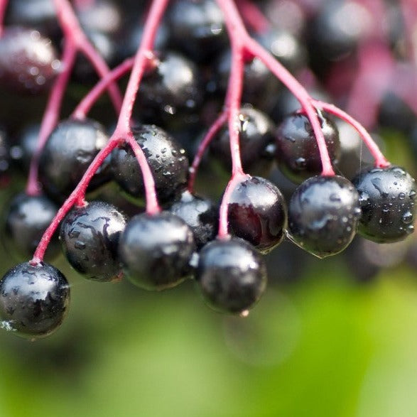 Croque Paysage,Sureau du Canada en pot,arbuste à fruits,pépinière plantes comestibles Québec,Laurentides,Val-David