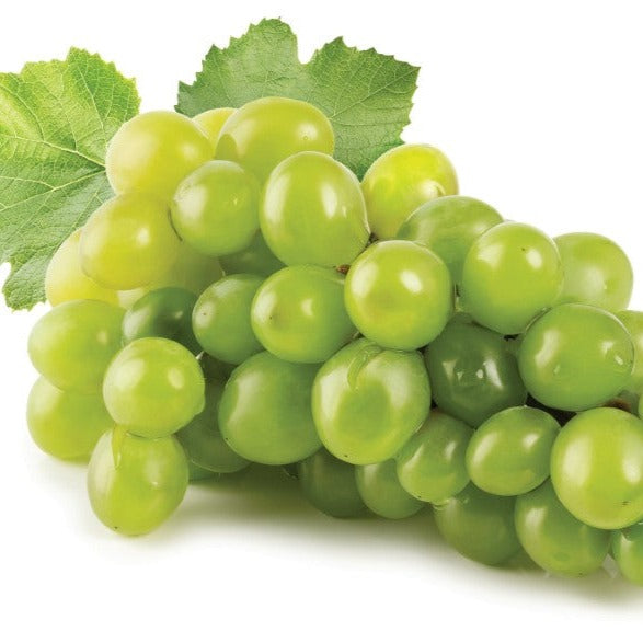 Vigne à raisins Brianna