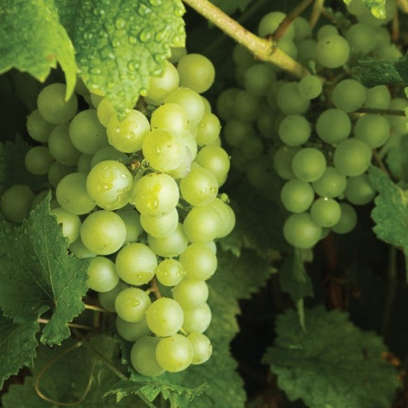 Croque Paysage,Vigne à raisins Brianna en pot,arbuste à fruits,pépinière plantes comestibles Québec,Laurentides,Val-David