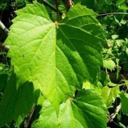 Vigne à raisins des rivages