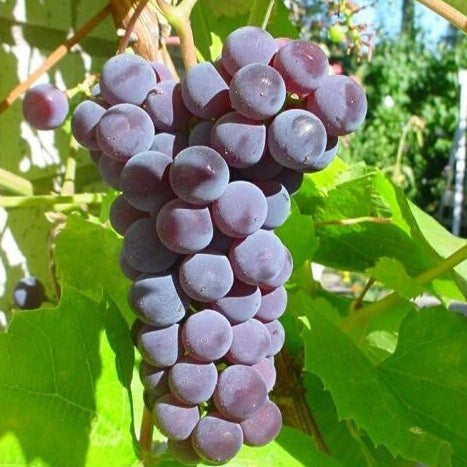 Croque Paysage,Vigne à raisins des rivages en pot,arbuste à fruits,pépinière plantes comestibles Québec,Laurentides,Val-David