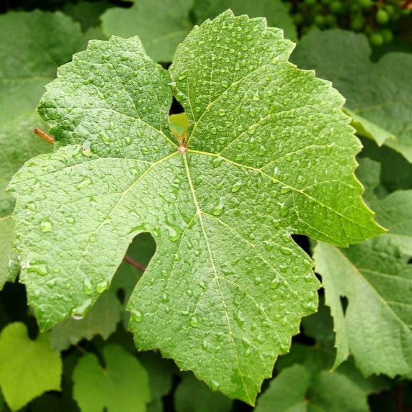 Croque Paysage,Vigne à raisins Somerset en pot,arbuste à fruits,pépinière plantes comestibles Québec,Laurentides,Val-David
