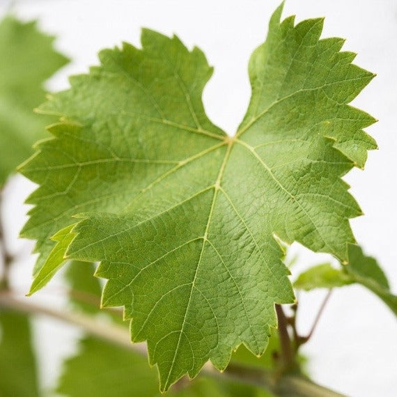 Vigne à raisins Trollhaugen