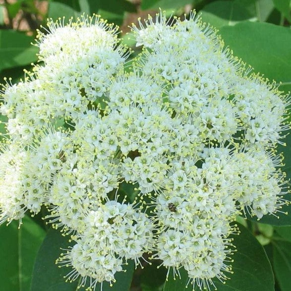 Viorne cassinoide