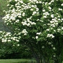 Croque Paysage,Viorne lentago (Alisier) en pot,arbuste à fruits,pépinière plantes comestibles Québec,Laurentides,Val-David