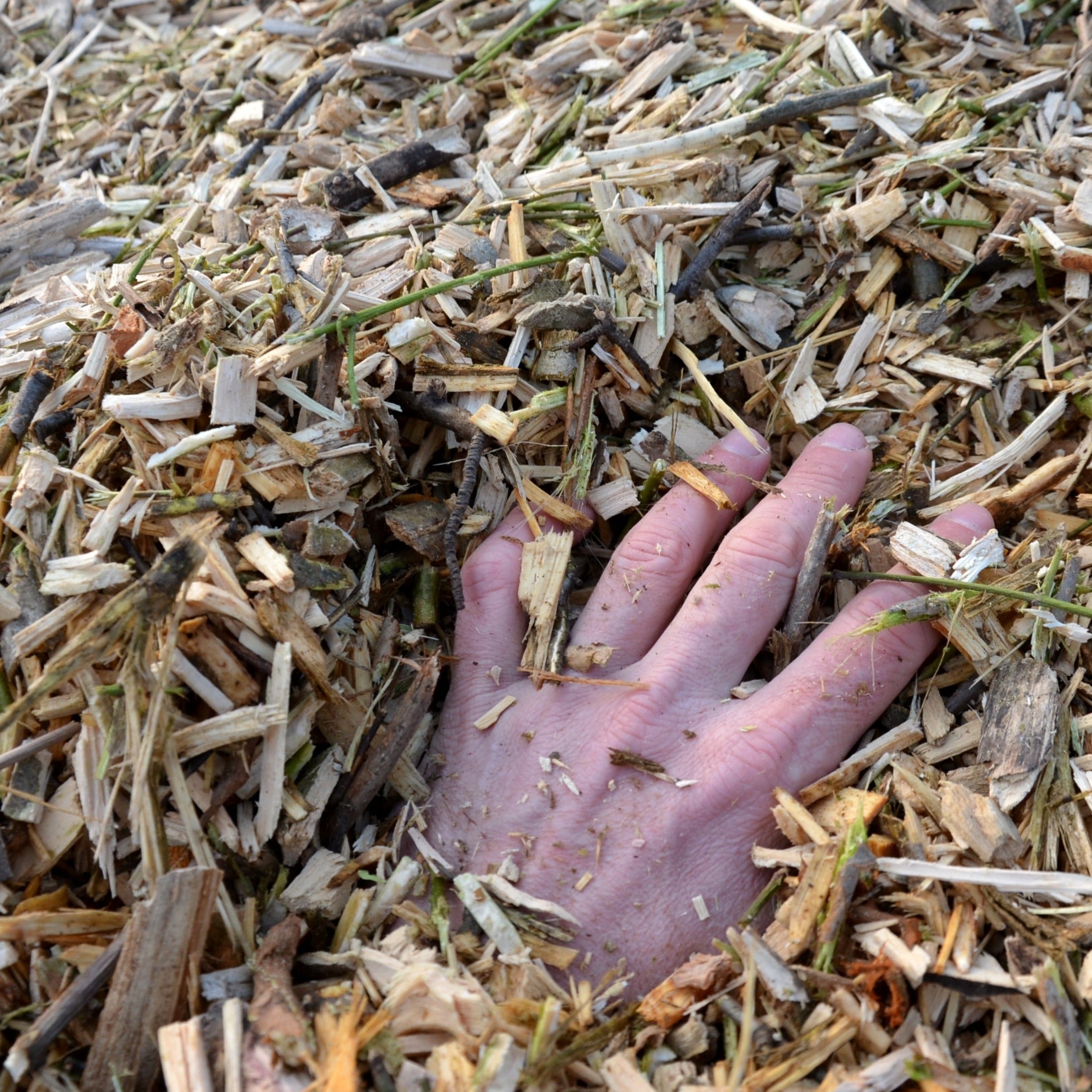 Paillis de bois raméal fragmenté (BRF) en VRAC - 1 Verge (27 pieds cubes)