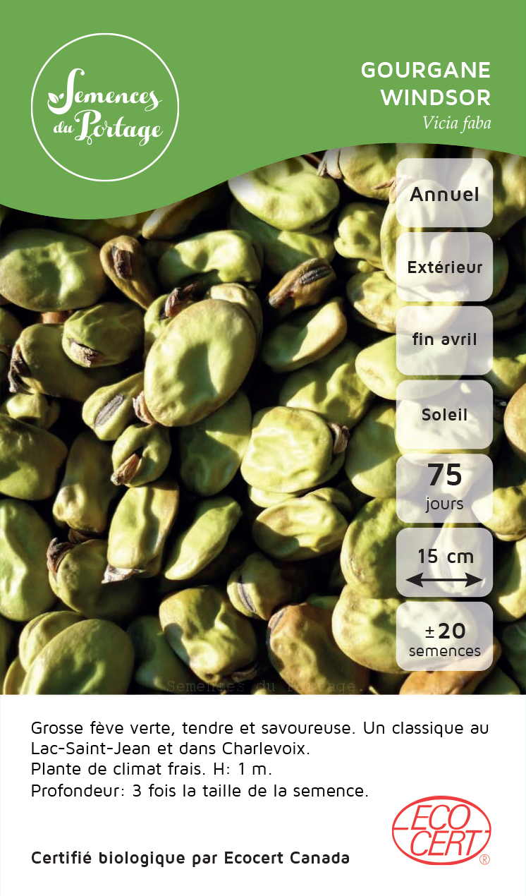 Gourgane Windsor - Sachet Bio - Semences du Portage