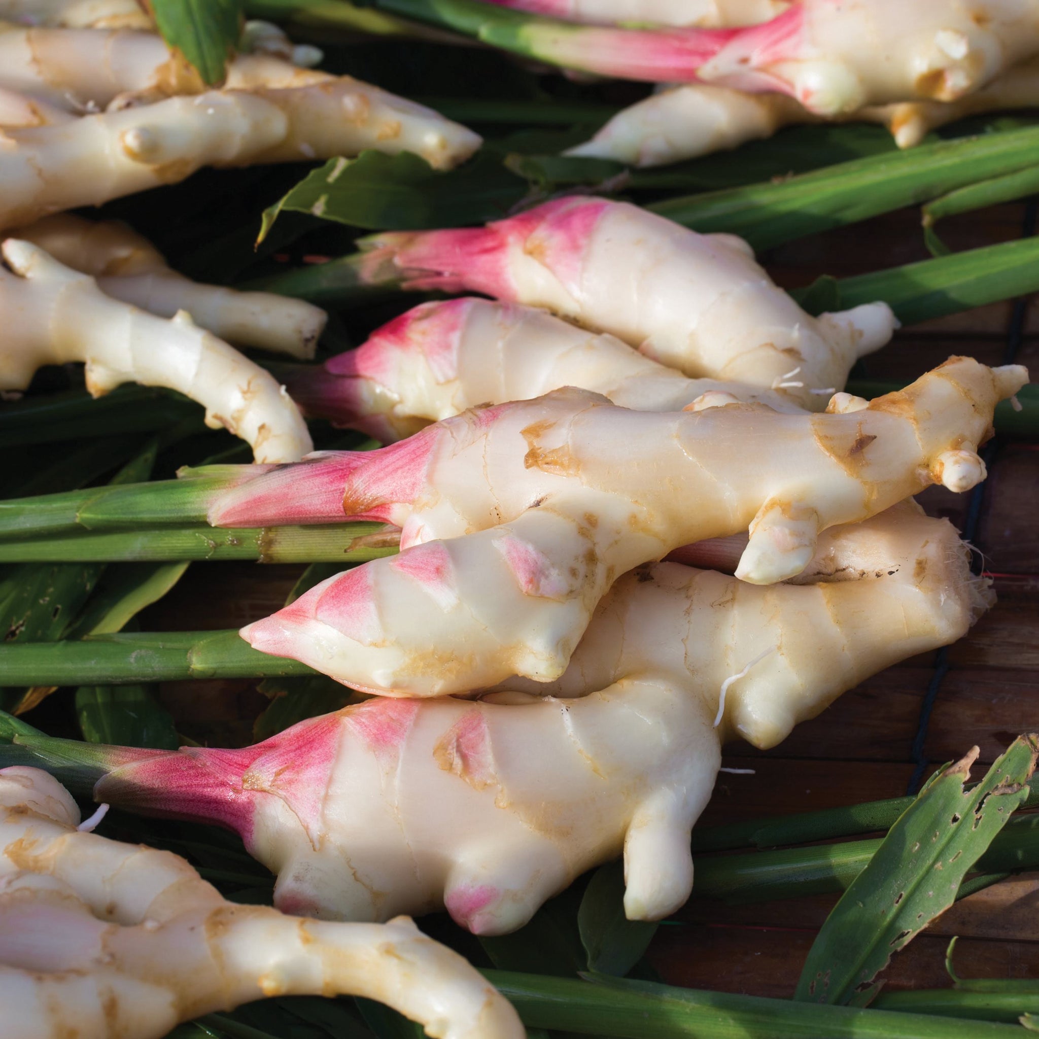 plante de gingembre comestible