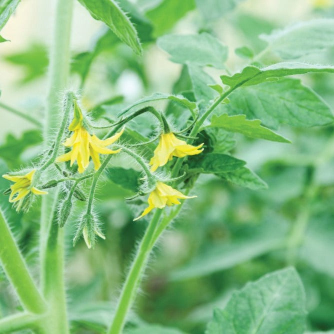Tomate cerise jaune Gold nugget - Plant Bio - Croque Paysage
