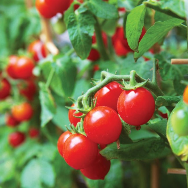 Tomate cerise Sweetheart - Bio - Jardins de l'écoumène