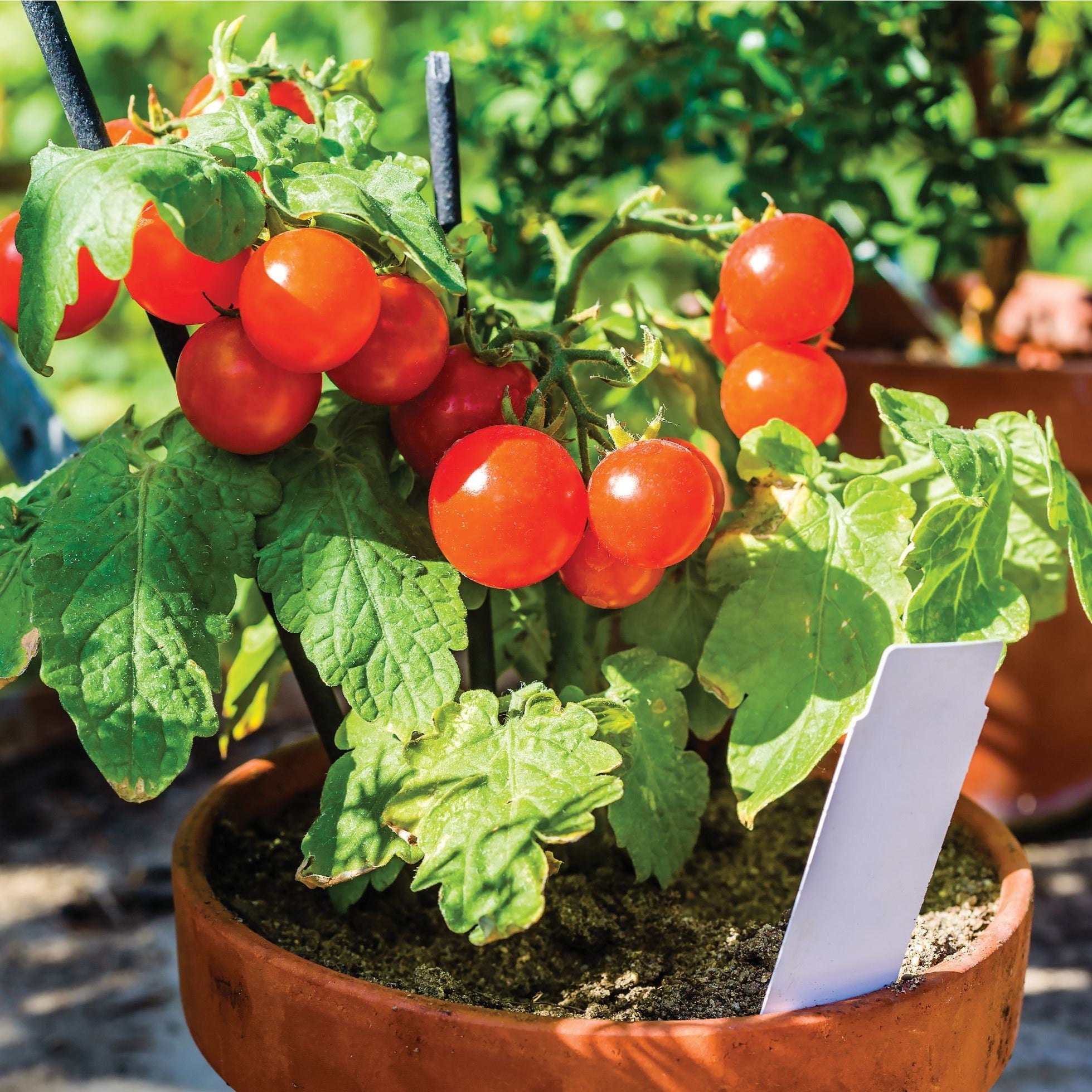Croque Paysage,plante herbacée annuelle/potagère comestible,Tomate cerise rouge Tiny tim,pépinière plantes comestibles bio Québec,Laurentides,Val-David
