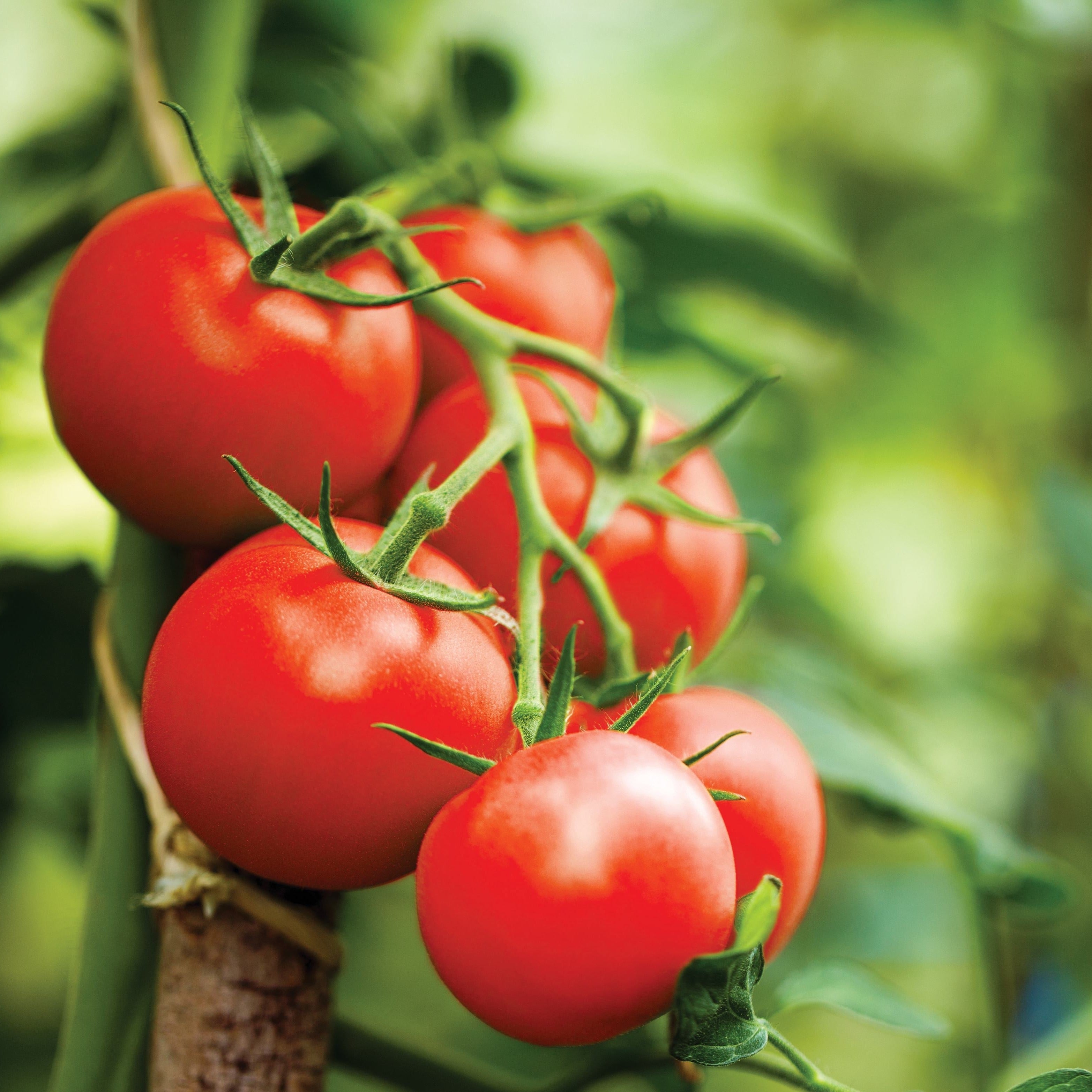 Tomate moyenne rouge Mountain princess - Plant Bio - Croque Paysage