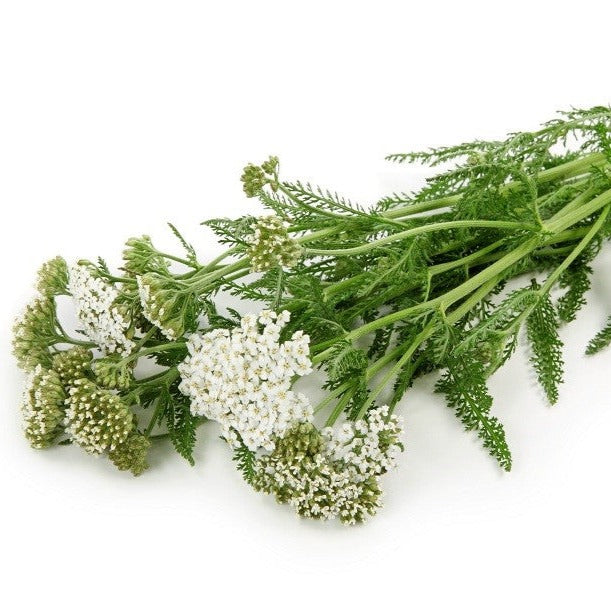 Croque Paysage,Achillée millefeuille,herbacée vivace comestible,pépinière plantes comestibles bio Québec,Laurentides,Val-David