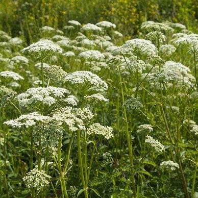 Achillée millefeuille - Plant Bio - Croque Paysage